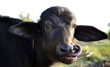 A playful calf at a dairy farm in India clipart