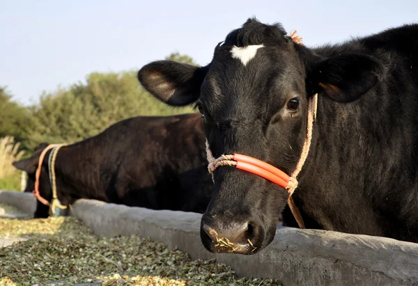 水牛はインドの農場で供給 — ストック写真