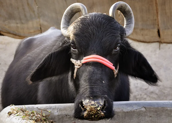 Buffalo w Indiach — Zdjęcie stockowe