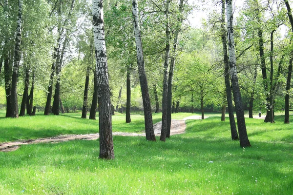 Stock image Wood landscape and road