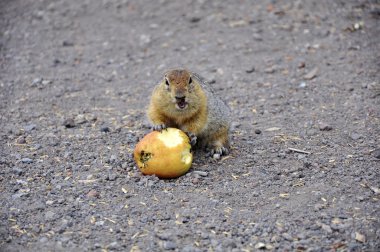 Hungry gopher with an apple clipart