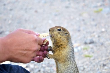 Hungry gopher clipart