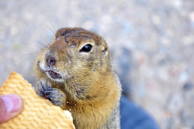 The Kamchatka gopher with cookies clipart