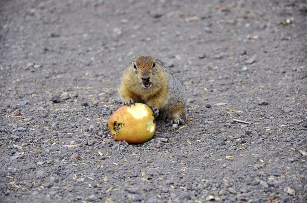 Gopher hambriento con una manzana — Foto de Stock