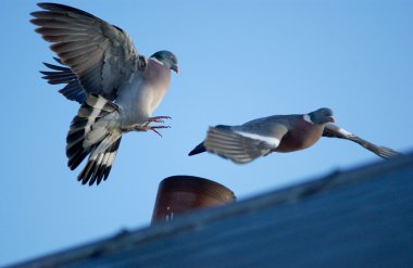 Çift pideons