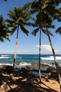 Palms yakın deniz sri lanka