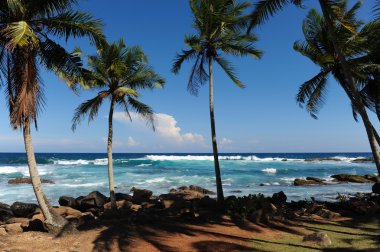 Palms yakın deniz sri lanka