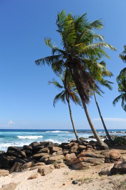 Palms yakın deniz sri lanka