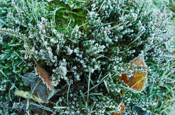 Frozen moss — Stock Photo, Image
