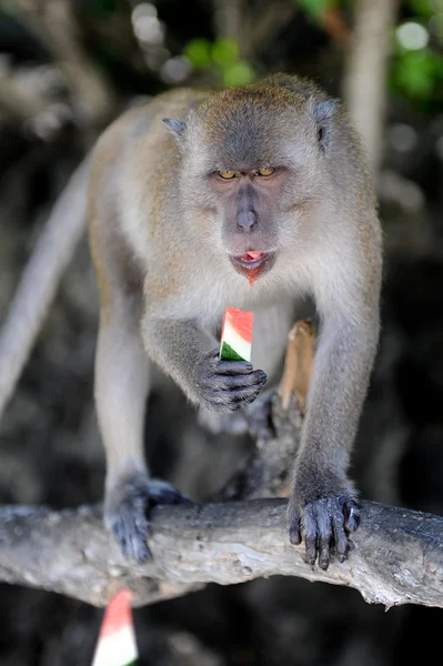 Monkey eating watermelon — Stock Photo, Image