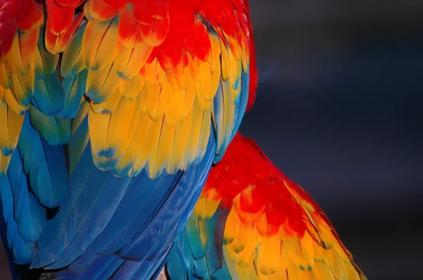 Papuga pióro — Zdjęcie stockowe