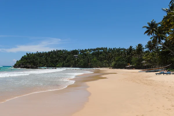 Palmen in der Nähe von Meer sri lanka — Stockfoto