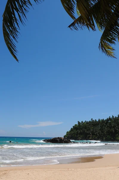 Palmy, w pobliżu morza sri lanka — Zdjęcie stockowe