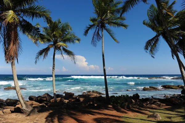 stock image Palms near sea sri lanka