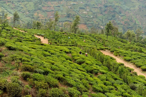 stock image Tea field