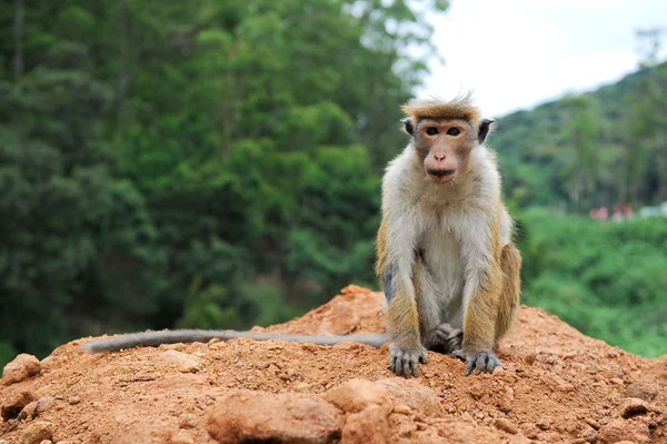 Posing monkey — Stock Photo, Image