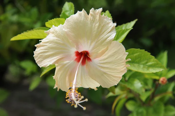 Flor hawaiana — Foto de Stock