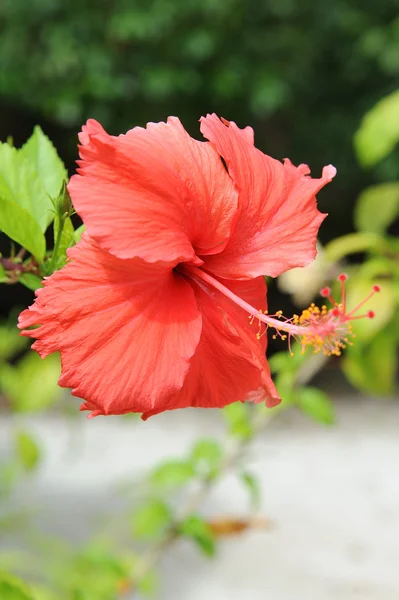 stock image Hawaiian flower