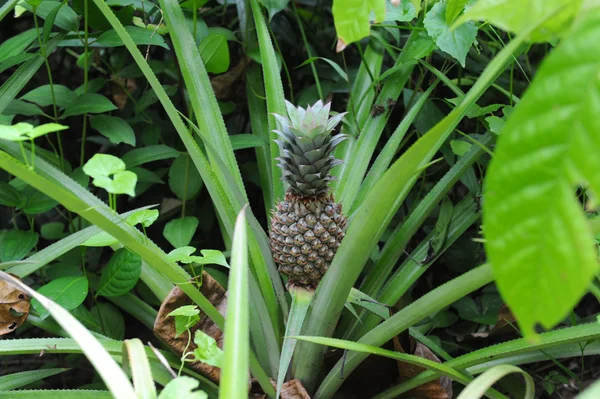 stock image Pineapple plant