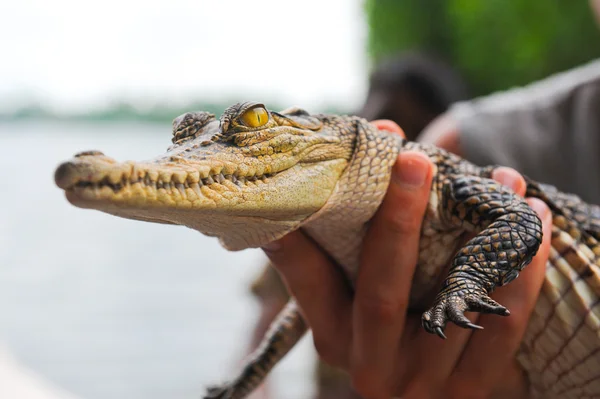 stock image Crocodile in hand