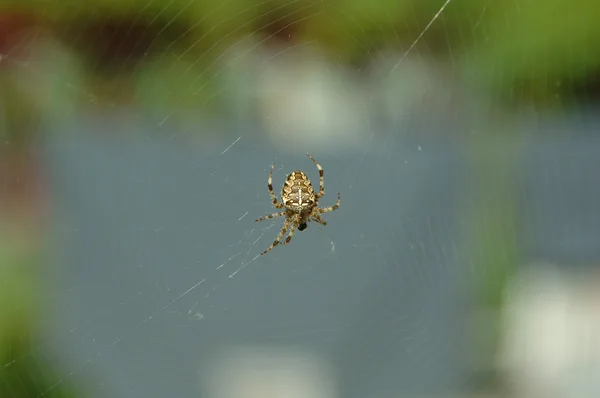 在 web 中的蜘蛛 — 图库照片