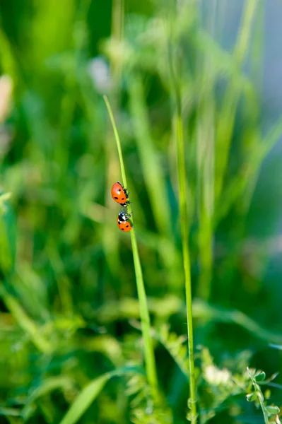 Two ladybugs — Stock Photo, Image
