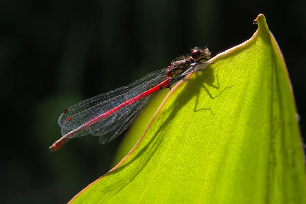 Красная стрекоза — стоковое фото