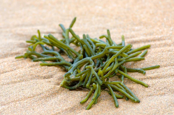 海藻 — 图库照片
