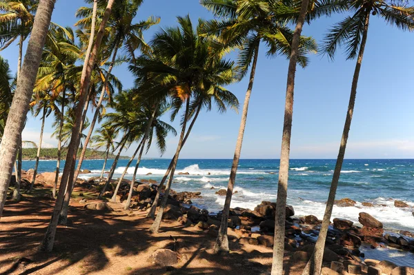 棕榈树附近海斯里兰卡 免版税图库图片