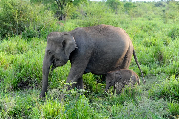 Elefante bebé Imagens Royalty-Free