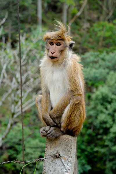 Posing monkey Royalty Free Stock Photos