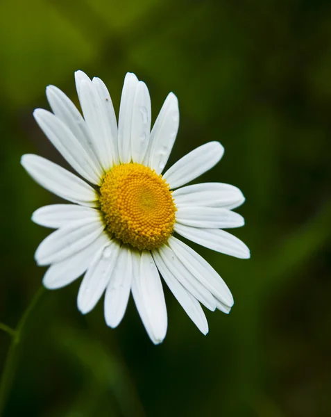 stock image Flower