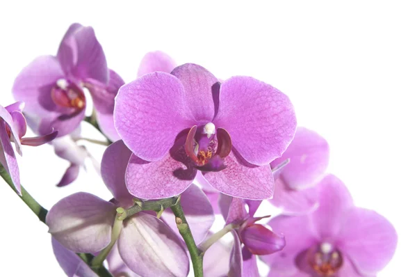 stock image Orchid