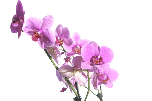 Stock image Orchid