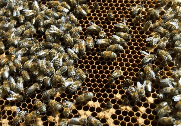 Бджоли — стокове фото