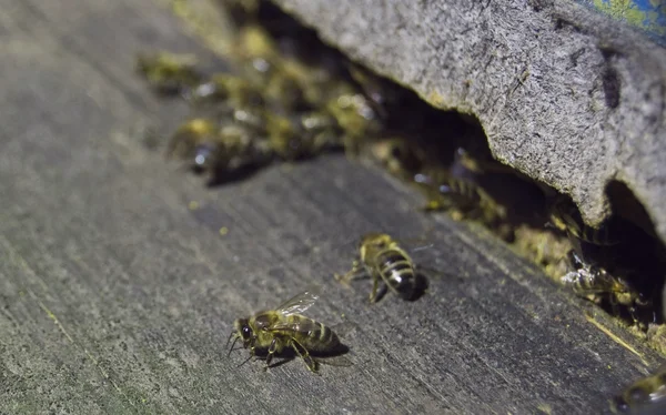 벌들 — 스톡 사진