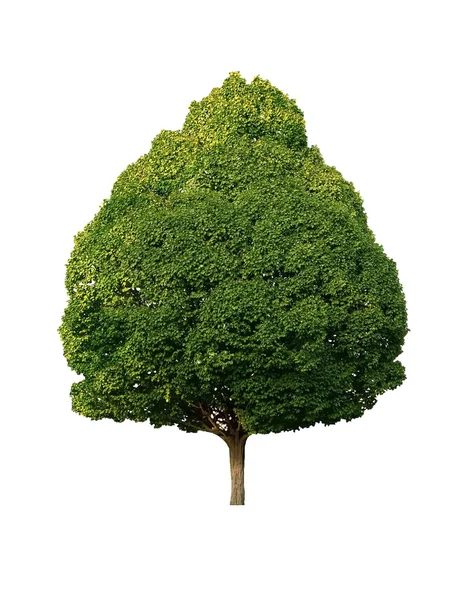 Árvore verde — Fotografia de Stock