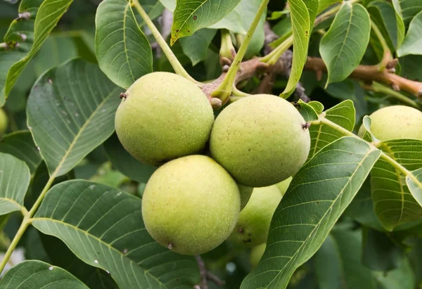 stock image Green walnuts