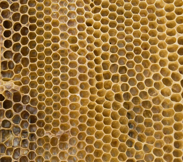 Favi d'ape — Foto Stock