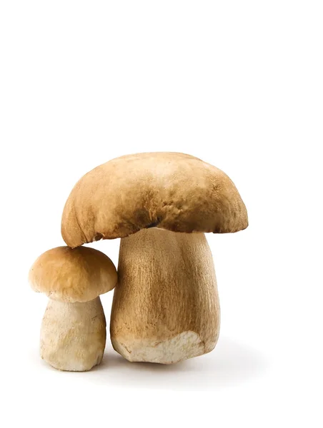 Білі гриби — стокове фото