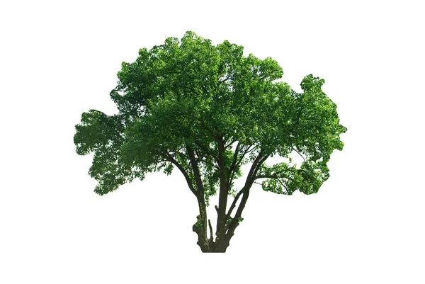绿树 — 图库照片