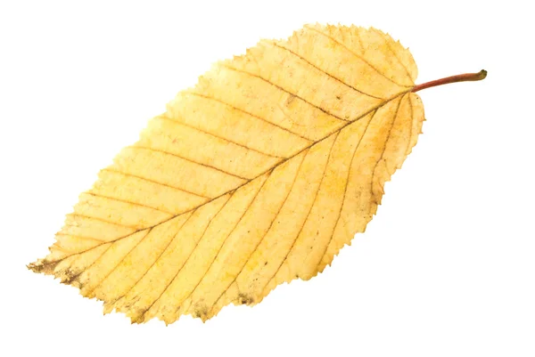Leaf isolated — Stock Photo, Image
