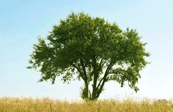 Jest drzewo na tle nieba — Zdjęcie stockowe