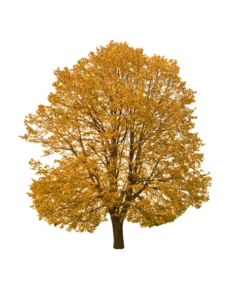 Sonbahar ağacı — Stok fotoğraf