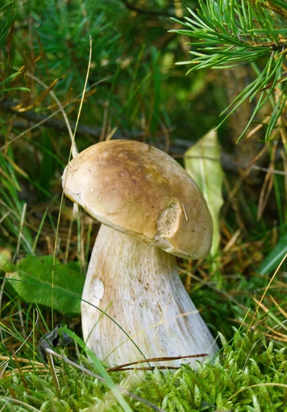 White mushroom — Stock Photo, Image