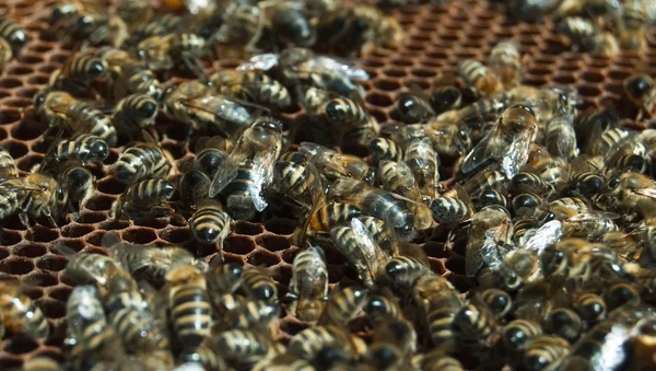 Pszczoły — Zdjęcie stockowe