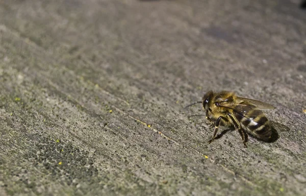 Une petite ouvrière est une abeille — Photo