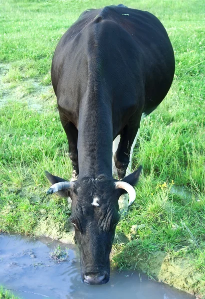 stock image Cow