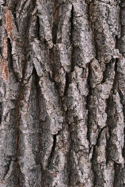 Oak bark background — Stock Photo, Image