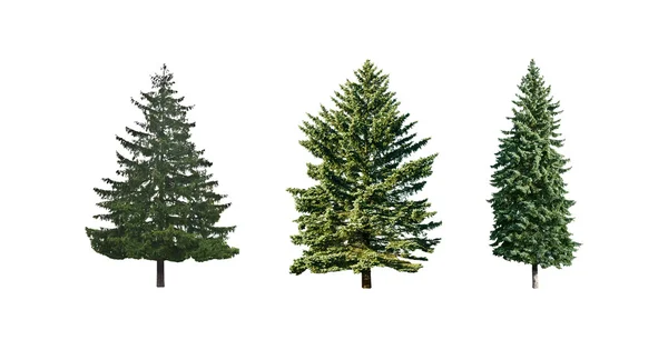 Pine trees — Stock Photo, Image
